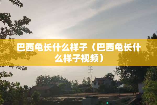 巴西龟长什么样子（巴西龟长什么样子视频）