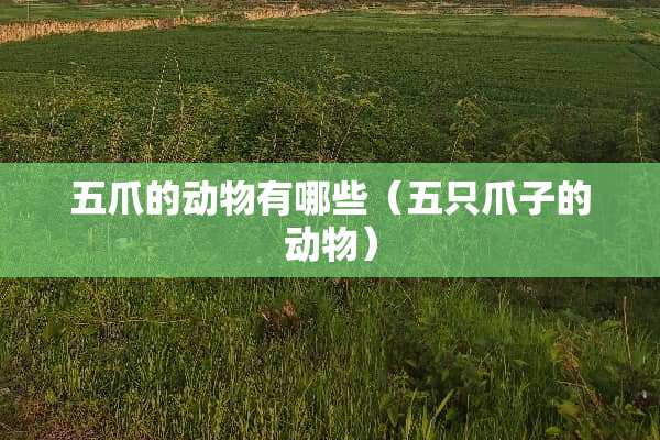 五爪的动物有哪些（五只爪子的动物）