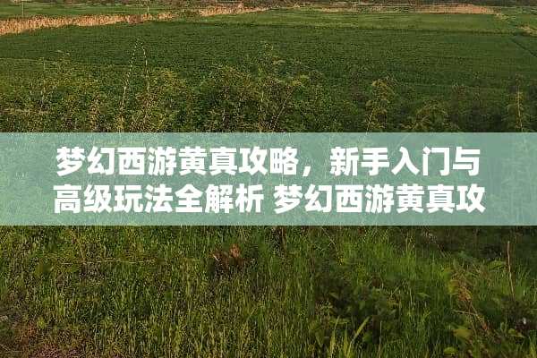 梦幻西游黄真攻略，新手入门与高级玩法全解析 梦幻西游黄真攻略