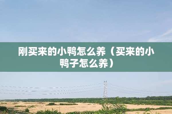 刚买来的小鸭怎么养（买来的小鸭子怎么养）