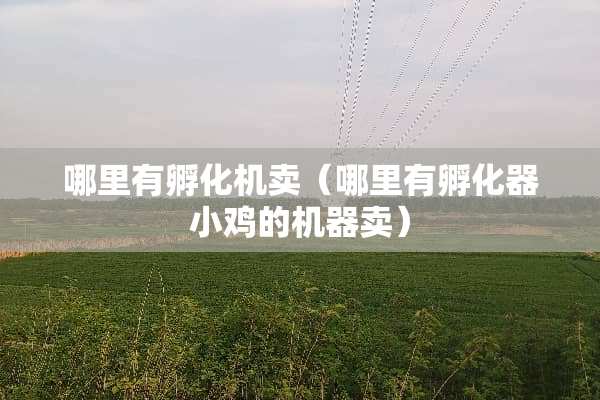 哪里有孵化机卖（哪里有孵化器小鸡的机器卖）