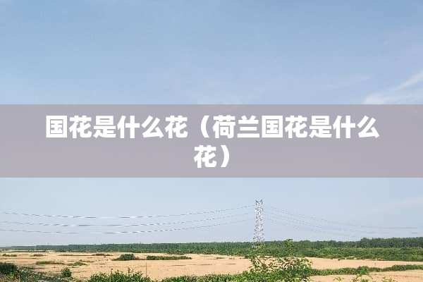 国花是什么花（荷兰国花是什么花）