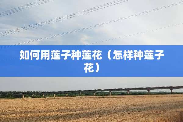 如何用莲子种莲花（怎样种莲子花）
