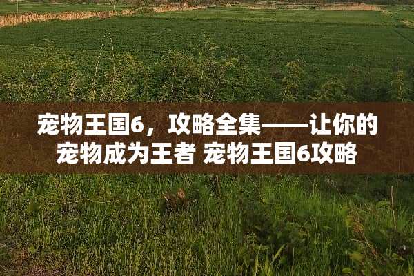 宠物王国6，攻略全集——让你的宠物成为王者 宠物王国6攻略