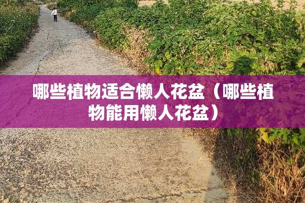 哪些植物适合懒人花盆（哪些植物能用懒人花盆）