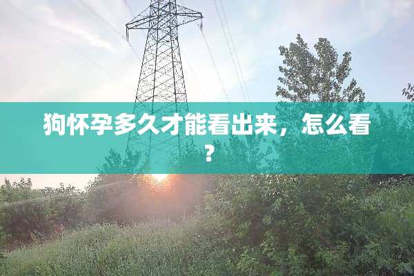 狗怀孕多久才能看出来，怎么看？
