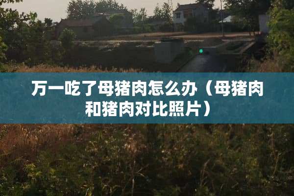 万一吃了母猪肉怎么办（母猪肉和猪肉对比照片）