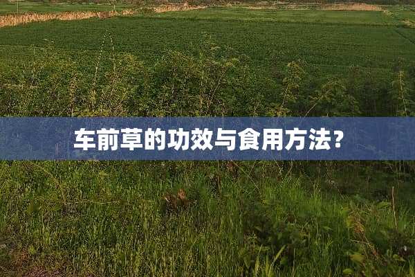 车前草的功效与食用方法？