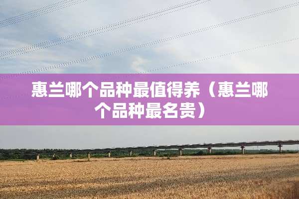惠兰哪个品种最值得养（惠兰哪个品种最名贵）
