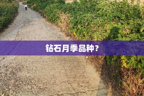 钻石月季品种？
