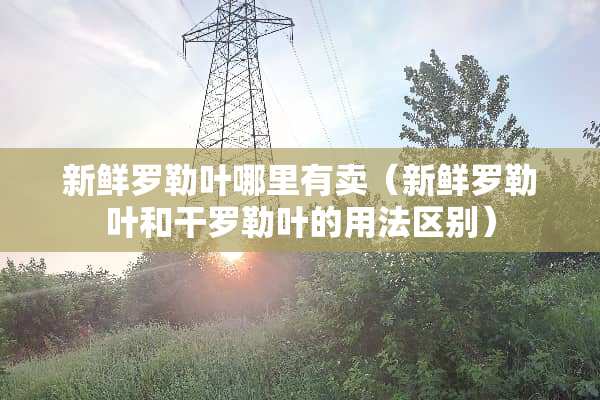新鲜罗勒叶哪里有卖（新鲜罗勒叶和干罗勒叶的用法区别）