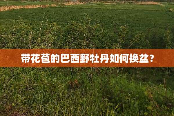 带花苞的巴西野牡丹如何换盆？