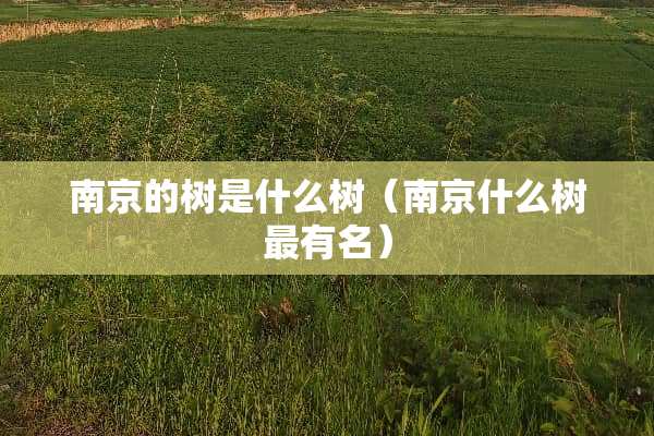 南京的树是什么树（南京什么树最有名）