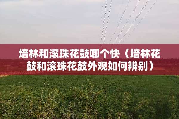 培林和滚珠花鼓哪个快（培林花鼓和滚珠花鼓外观如何辨别）