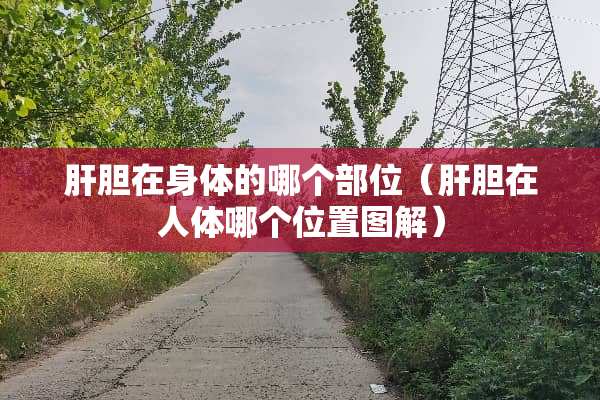 肝胆在身体的哪个部位（肝胆在人体哪个位置图解）