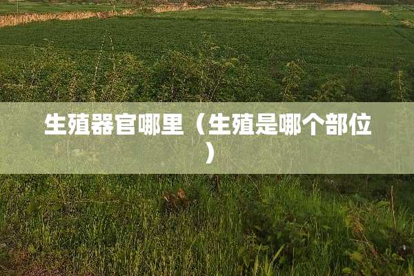 生殖**哪里（生殖是哪个部位）