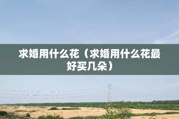 求婚用什么花（求婚用什么花最好买几朵）