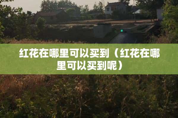 红花在哪里可以买到（红花在哪里可以买到呢）