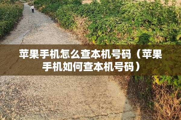 苹果手机怎么查本机号码（苹果手机如何查本机号码）