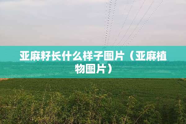 亚麻籽长什么样子图片（亚麻植物图片）