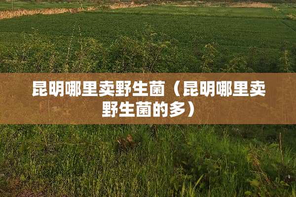 昆明哪里卖野生菌（昆明哪里卖野生菌的多）