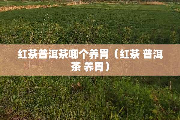 红茶普洱茶哪个养胃（红茶 普洱茶 养胃）
