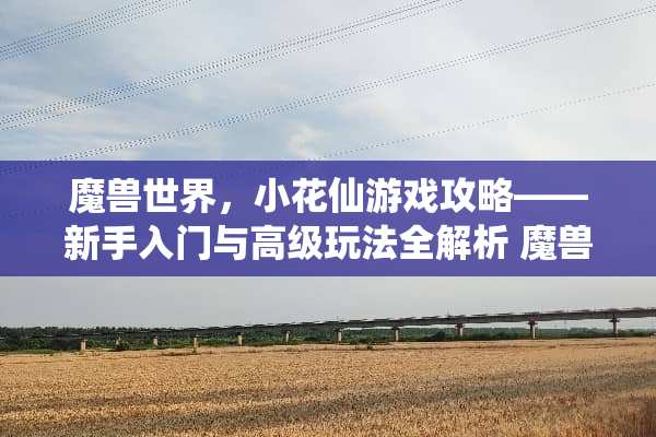 魔兽世界，小花仙游戏攻略——新手入门与高级玩法全解析 魔兽游戏小花仙攻略