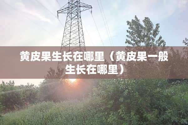 黄皮果生长在哪里（黄皮果一般生长在哪里）