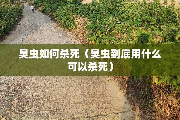 臭虫如何**（臭虫到底用什么可以**）