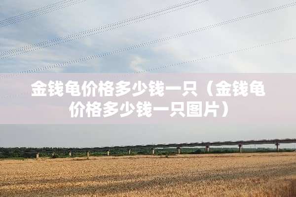 金钱龟价格多少钱一只（金钱龟价格多少钱一只图片）