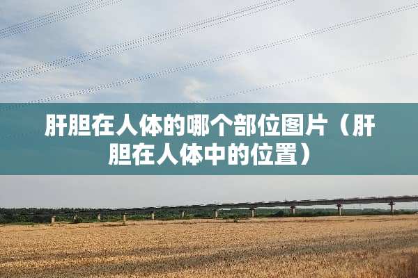 肝胆在人体的哪个部位图片（肝胆在人体中的位置）