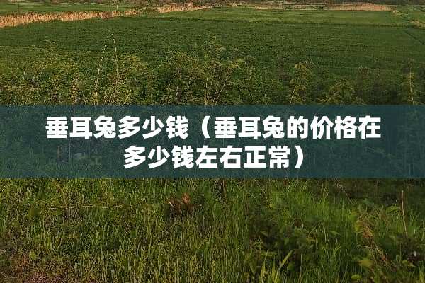 垂耳兔多少钱（垂耳兔的价格在多少钱左右正常）