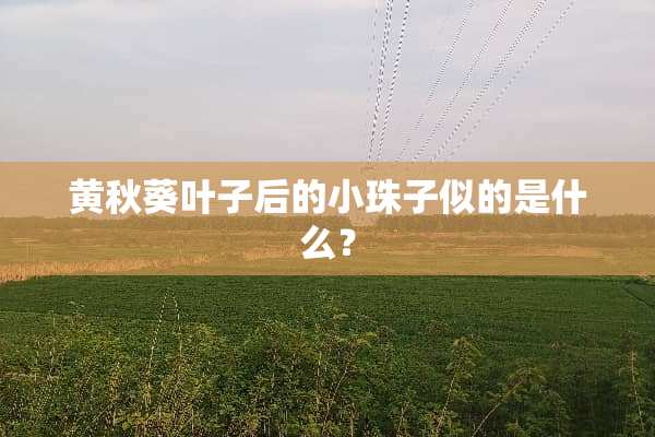 黄秋葵叶子后的小珠子似的是什么？