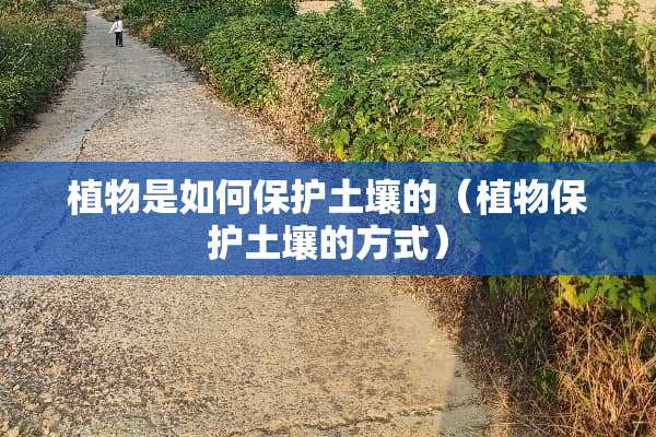 植物是如何保护土壤的（植物保护土壤的方式）