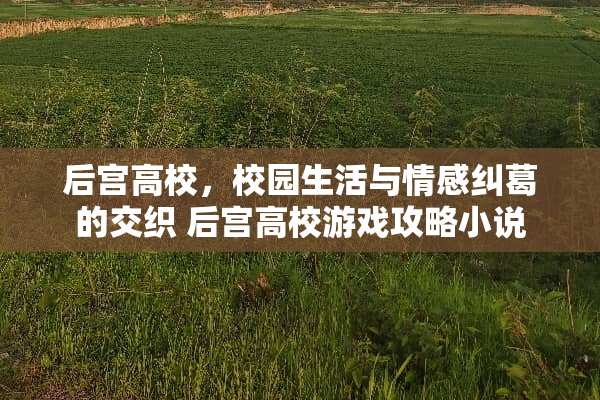 后宫高校，校园生活与情感纠葛的交织 后宫高校游戏攻略小说