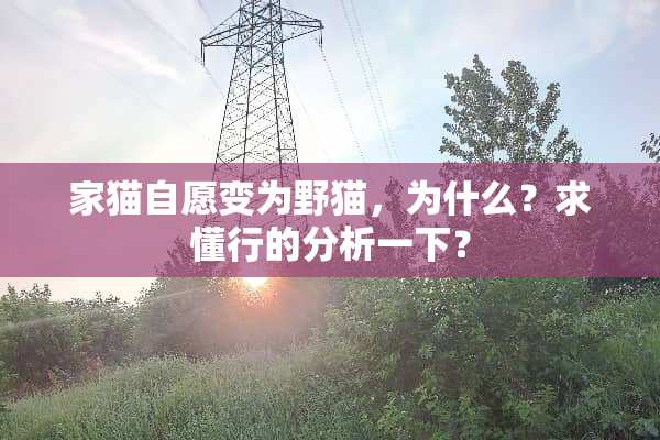 家猫自愿变为野猫，为什么？求懂行的分析一下？
