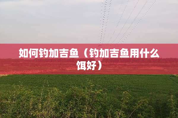 如何钓加吉鱼（钓加吉鱼用什么饵好）