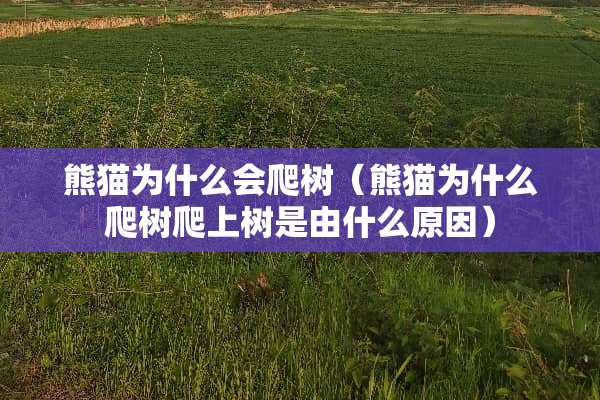 熊猫为什么会爬树（熊猫为什么爬树爬上树是由什么原因）