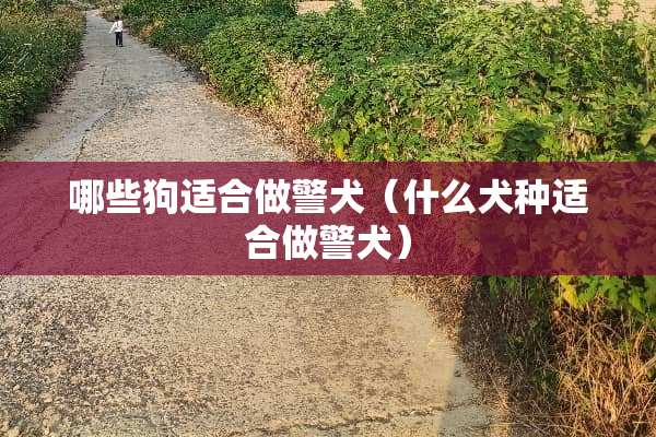 哪些狗适合做警犬（什么犬种适合做警犬）