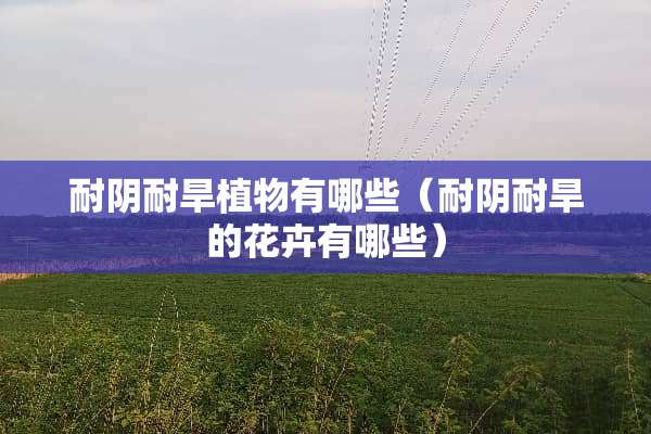 耐*耐旱植物有哪些（耐*耐旱的花卉有哪些）