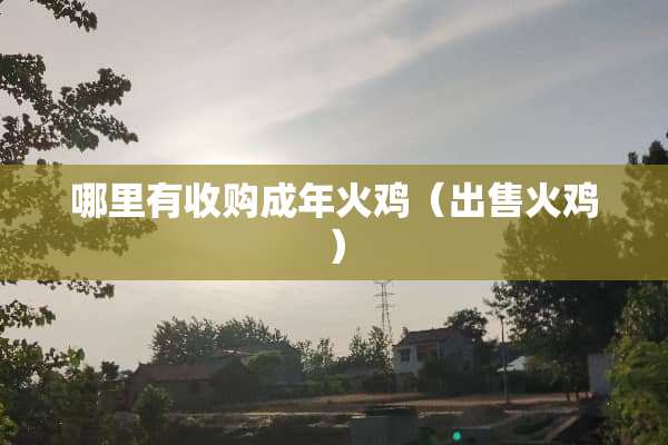 哪里有收购成年火鸡（出售火鸡）