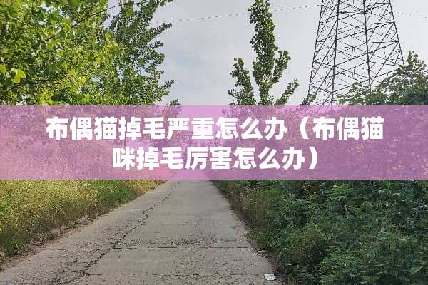 布偶猫掉毛严重怎么办(布偶猫咪掉毛厉害怎么办) 布偶猫掉毛严重怎么办(布偶猫咪掉毛厉害怎么办)