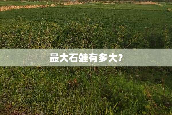 最大石蛙有多大？