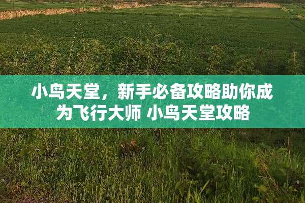 小鸟天堂,新手必备攻略助你成为飞行大师 小鸟天堂攻略 小鸟天堂,新手必备攻略助你成为飞行大师 小鸟天堂攻略