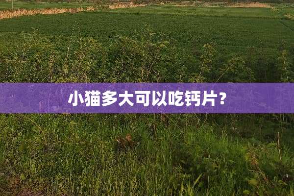 小猫多大可以吃钙片？