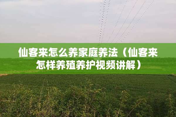 仙客来怎么养家庭养法(仙客来怎样养殖养护视频讲解) 仙客来怎么养家庭养法(仙客来怎样养殖养护视频讲解)