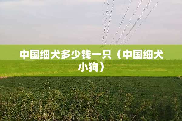中国细犬多少钱一只(中国细犬小狗) 中国细犬多少钱一只(中国细犬小狗)