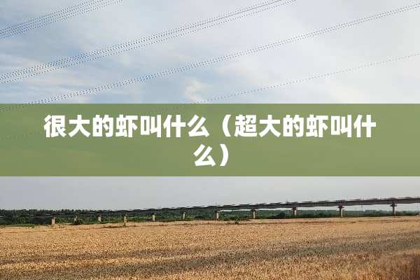 很大的虾叫什么(超大的虾叫什么) 很大的虾叫什么(超大的虾叫什么)