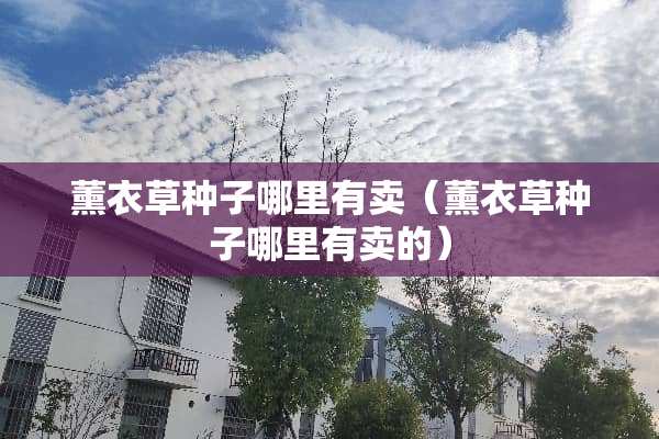 薰衣草种子哪里有卖(薰衣草种子哪里有卖的)