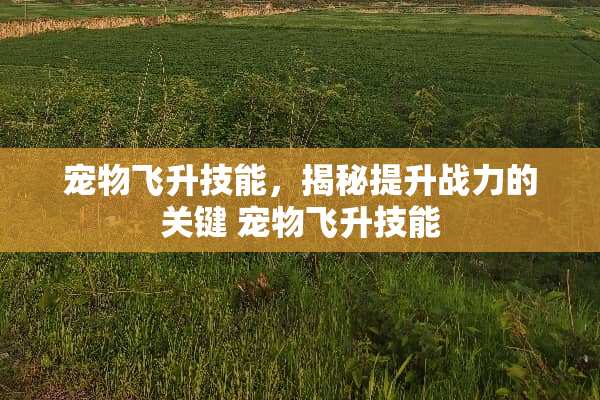 宠物飞升技能，揭秘提升战力的关键 宠物飞升技能